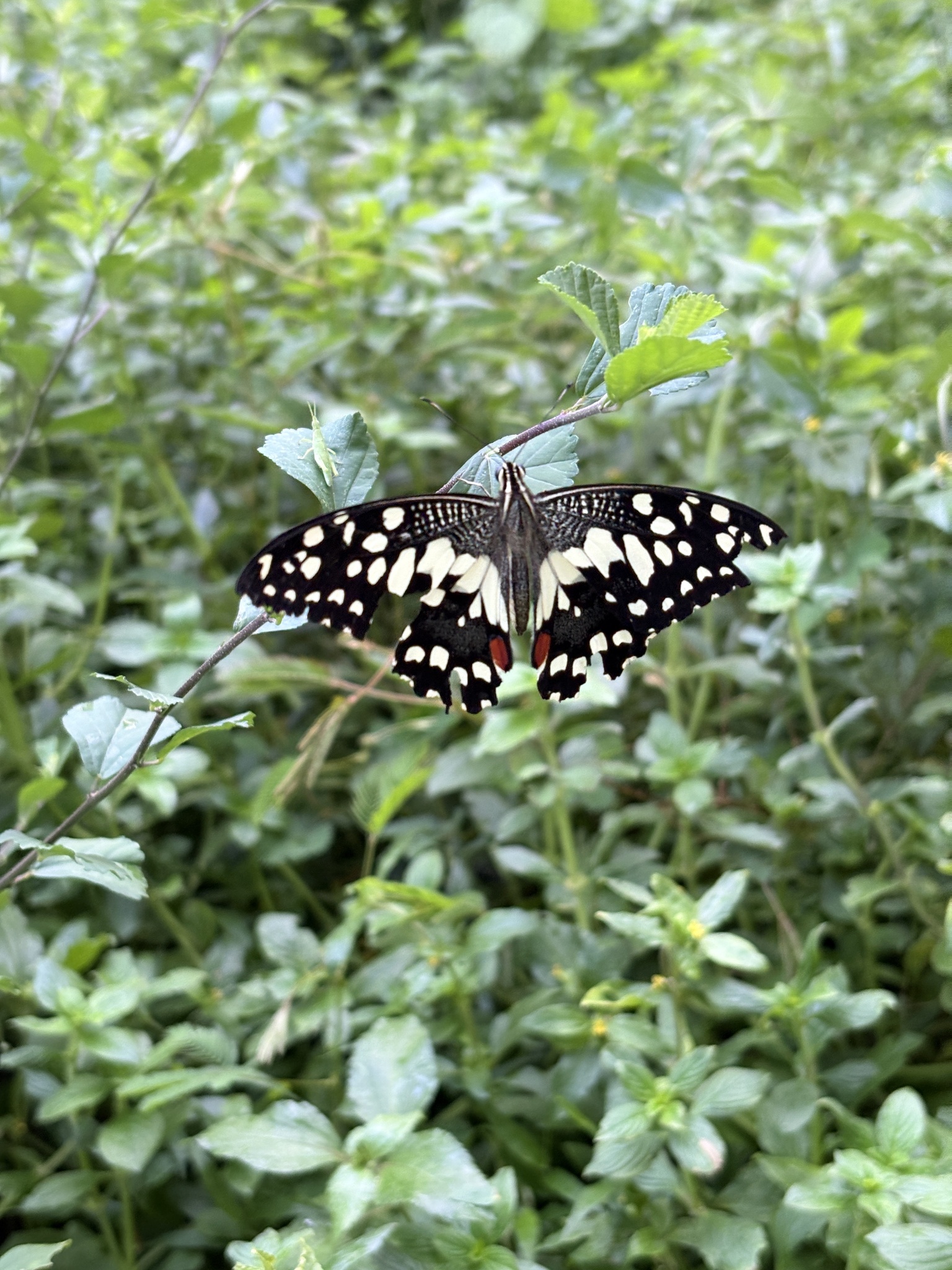 Lime Swallowtail