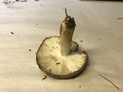 Russula favrei