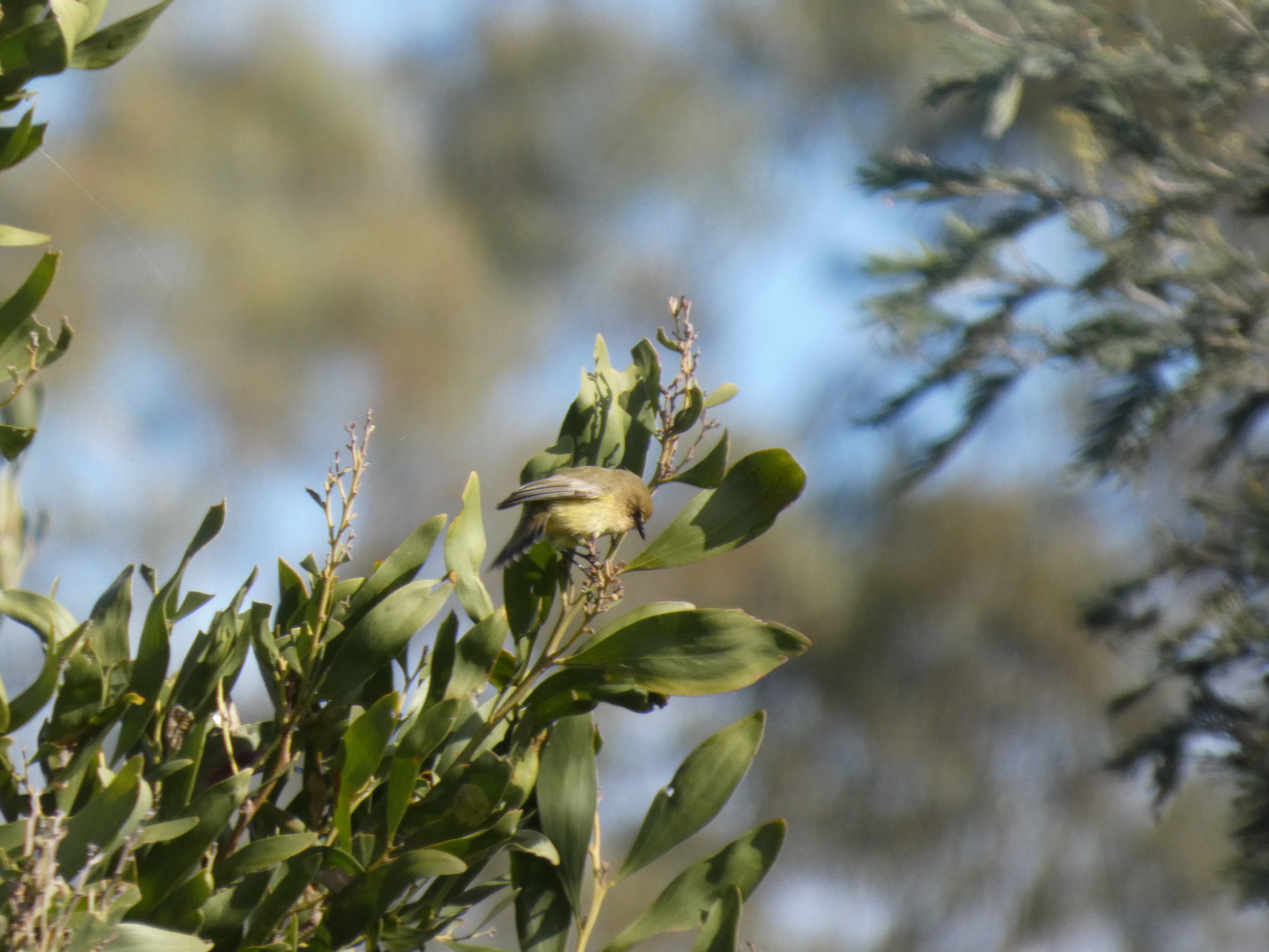 Yellow Thornbill illustration