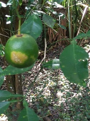 Citrus × aurantium