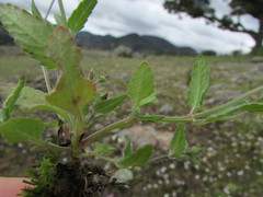 Salvia tetramerioides