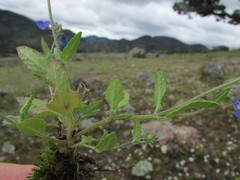 Salvia tetramerioides