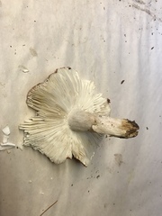 Russula parapallens
