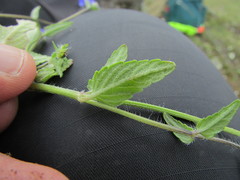 Salvia tetramerioides