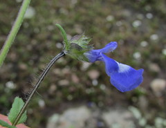 Salvia tetramerioides