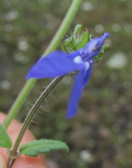 Salvia tetramerioides
