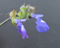 Salvia tetramerioides