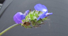 Salvia tetramerioides