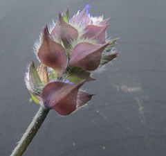 Salvia tetramerioides