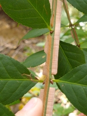 Euonymus alatus