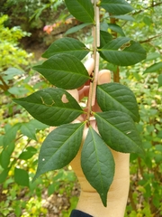 Euonymus alatus
