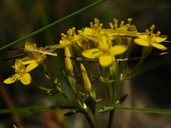 Sebaea aurea