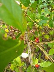 Euonymus alatus