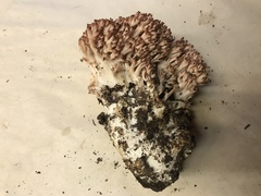 Ramaria rubripermanens