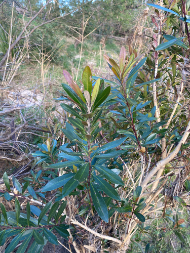 Tristaniopsis laurina