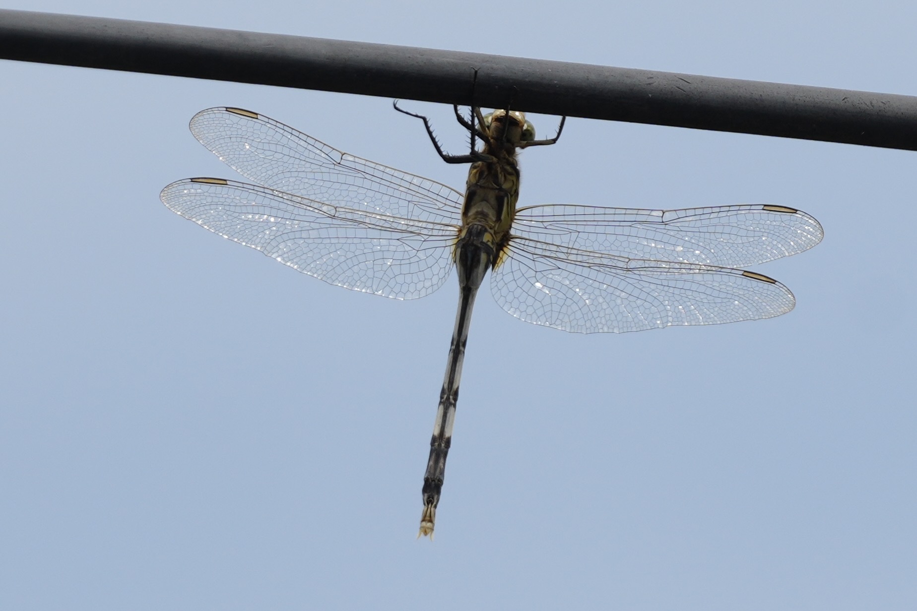 Slender Skimmer
