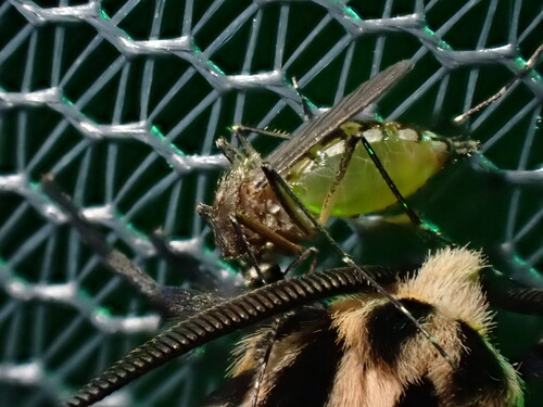 Inland Floodwater Mosquito photo 3