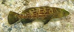 Mycteroperca bonaci