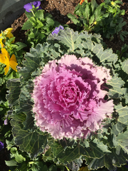 Brassica oleracea acephala