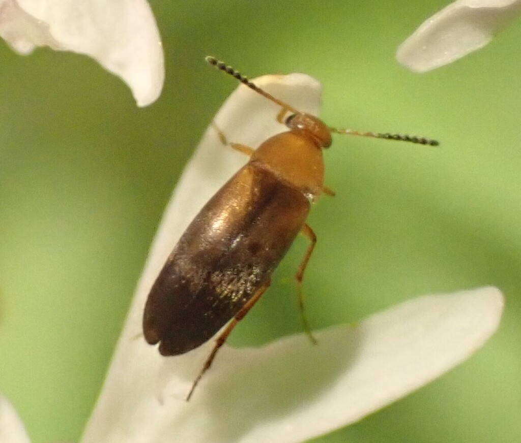 Anaspis costai