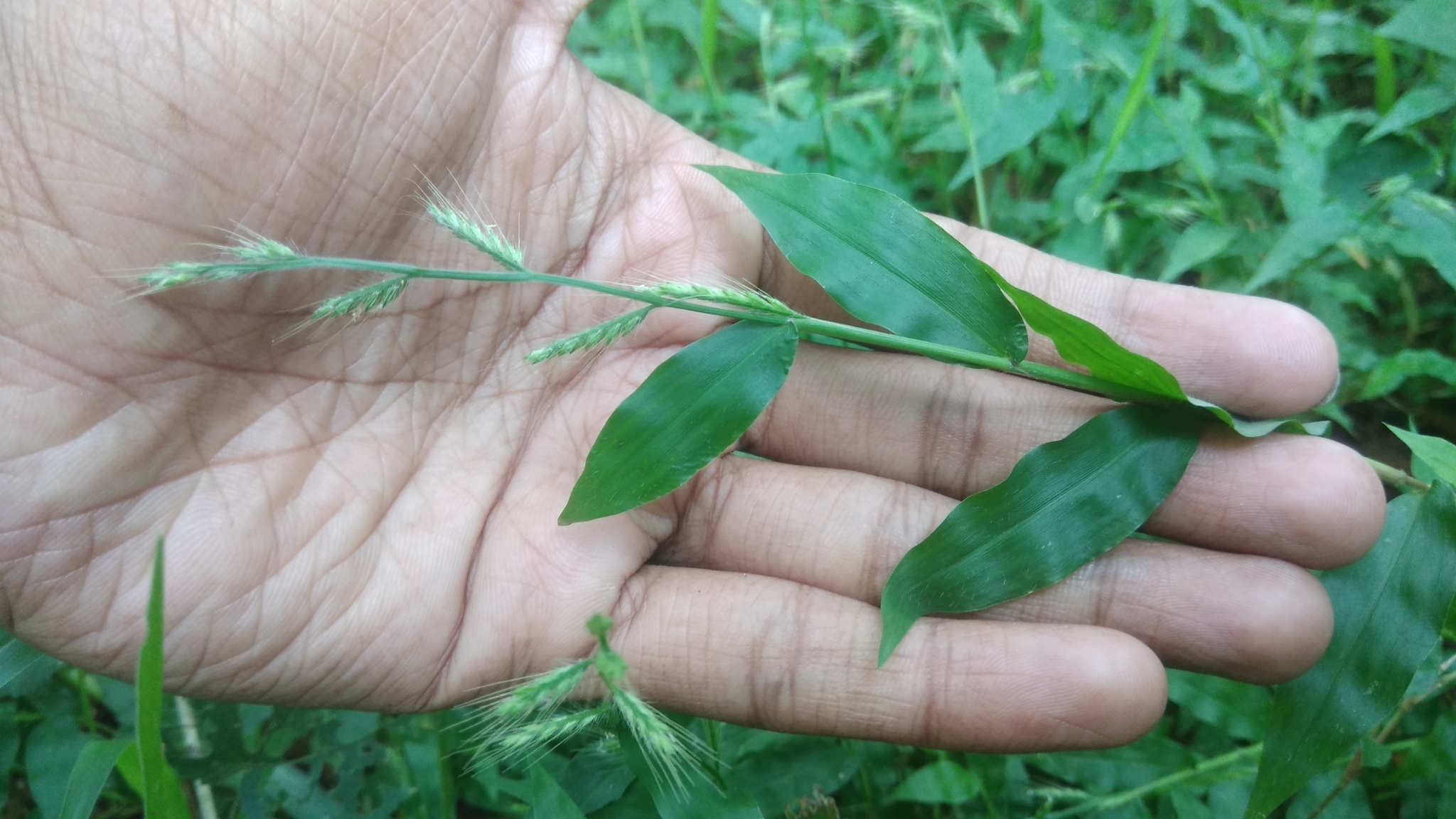 (c) Aniruddha Singhamahapatra, certains droits réservés (CC BY-NC) https://www.inaturalist.org/observations/34420163