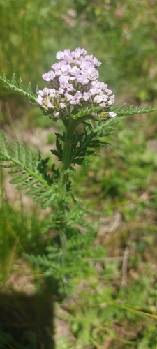 Alps Yarrow (Achillea distans)