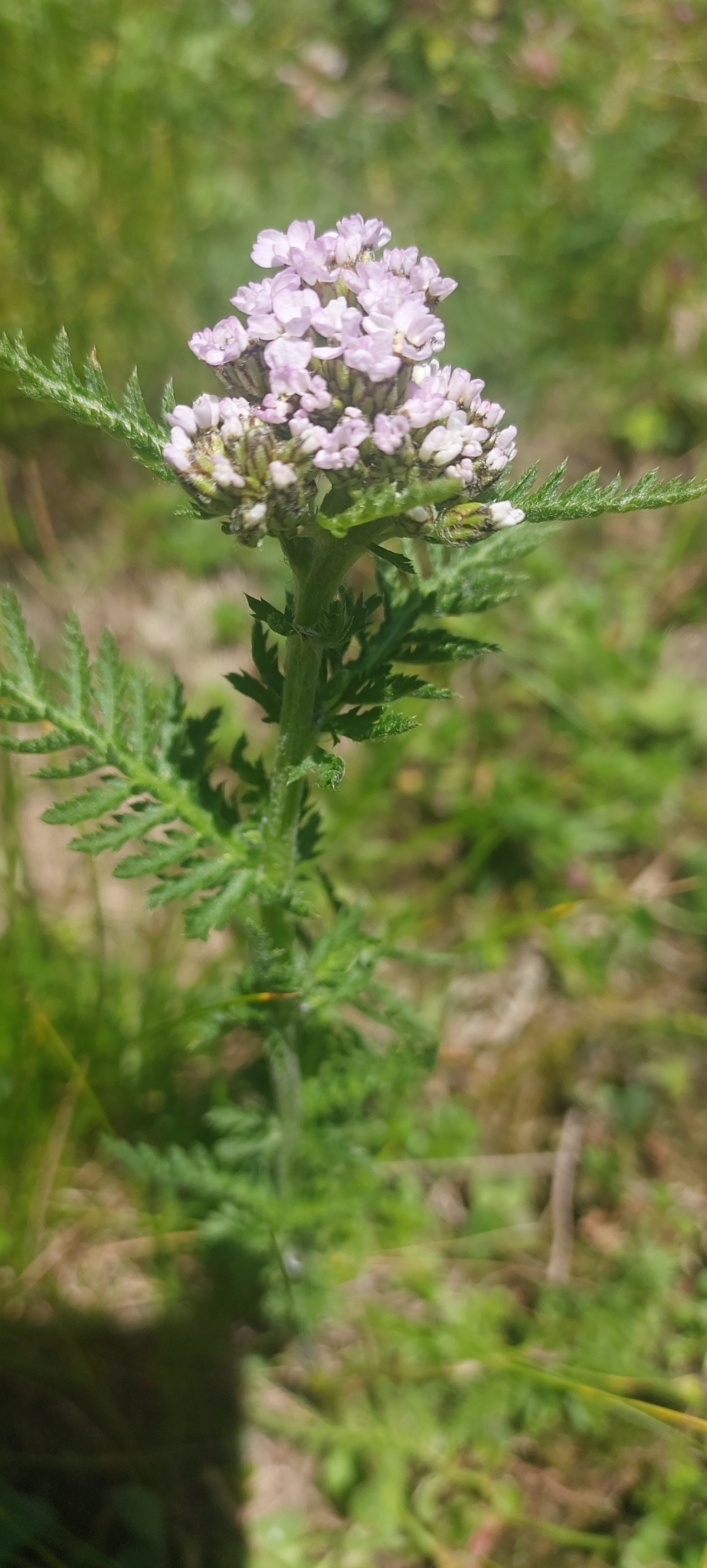 Alps Yarrow (Achillea distans)