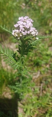 Alpen-schafgarbe (Achillea distans)