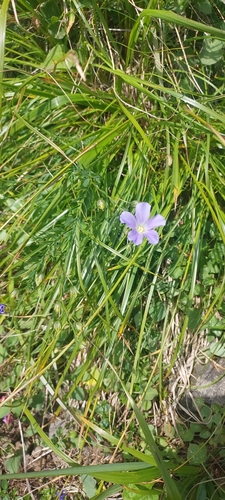 Linum extraaxillare (Linum extraaxillare)