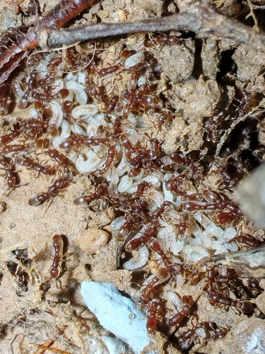Cerapachys biroi observed 2025-07-24