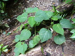 Dendrocnide moroides