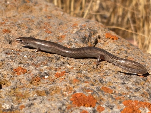 Bedriaga's Skink, photo 8 of 8