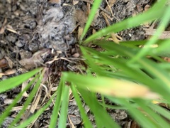 Carex pedunculata