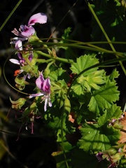 Pelargonium greytonense