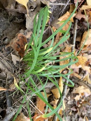 Carex pedunculata