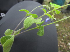 Salvia leptostachys