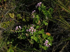 Pelargonium greytonense