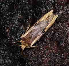 Xylena curvimacula