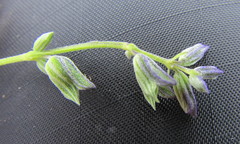 Salvia leptostachys