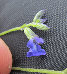 Salvia leptostachys