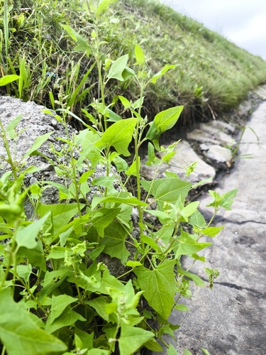 Наблюдение на iNaturalist