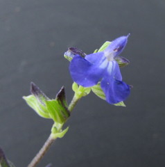 Salvia leptostachys
