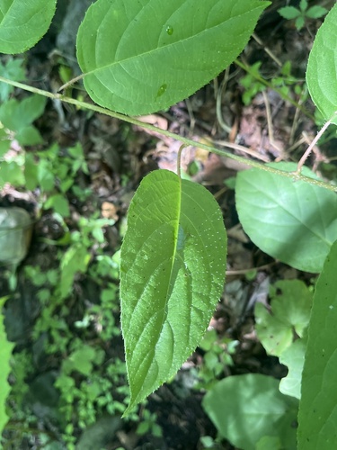 Actinidia arguta