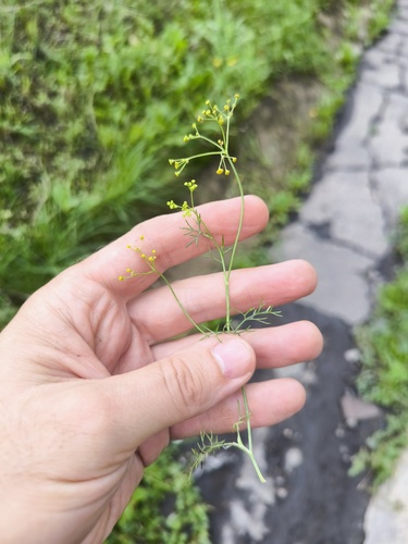 Наблюдение на iNaturalist