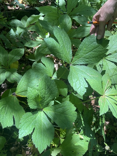 Sanicula rubriflora iNat (2)
