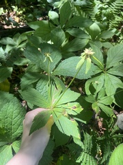 Sanicula rubriflora, photograph author not stated, no rights reserved