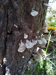 Fungi