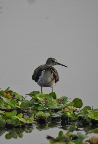 Green Sandpiper
