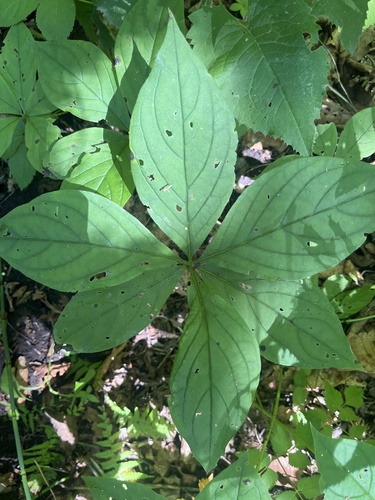 Brachybotrys paridiformis, photograph 6