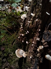 Fungi
